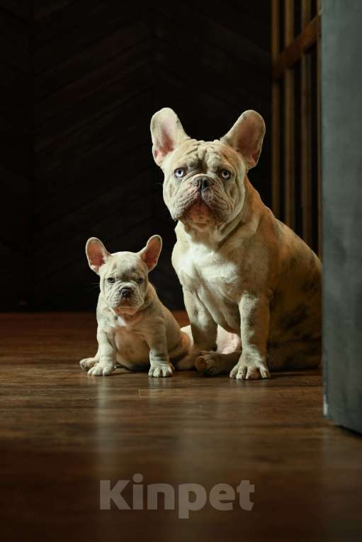 Собаки в Брянске: Айс Мальчик, 200 000 руб. - фото 2