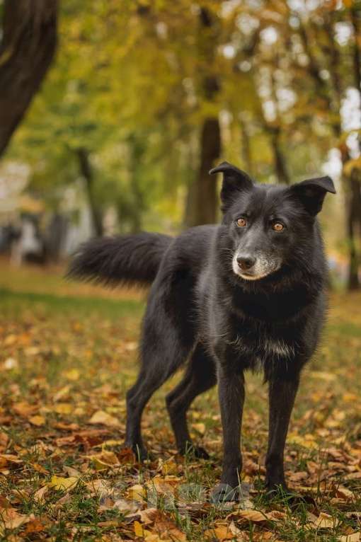 Собаки в Москве: Ника собака из приюта в поиске дома Девочка, Бесплатно - фото 9