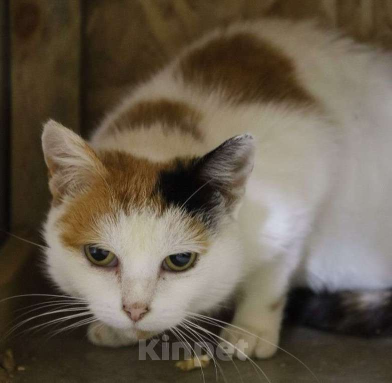 Кошки в Москве: Привет, меня зовут Анфиса. Девочка, Бесплатно - фото 1