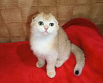 Кошки в Москве: Золотая шиншилла Девочка, 20 000 руб. - фото 1