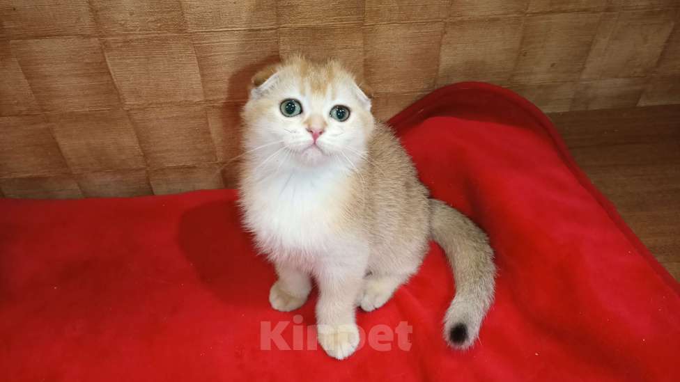 Кошки в Москве: Золотая шиншилла Девочка, 20 000 руб. - фото 1