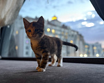 Кошки в Калининграде: Невероятно умная девочка, 2.5 мес в добрые руки! Девочка, Бесплатно - фото 4