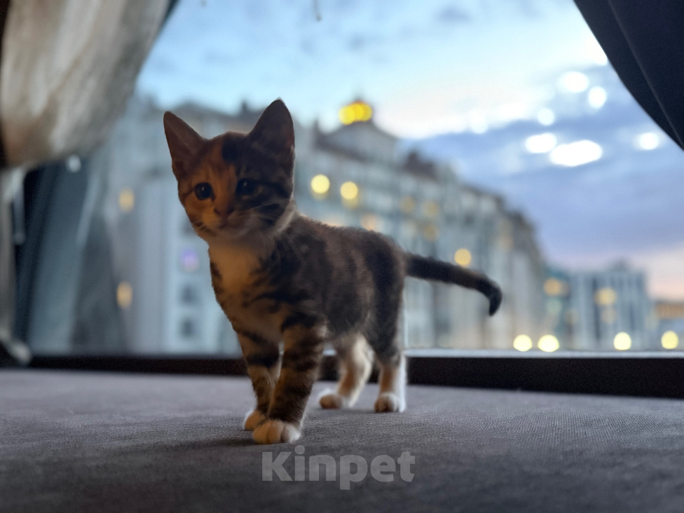 Кошки в Калининграде: Невероятно умная девочка, 2.5 мес в добрые руки! Девочка, Бесплатно - фото 4