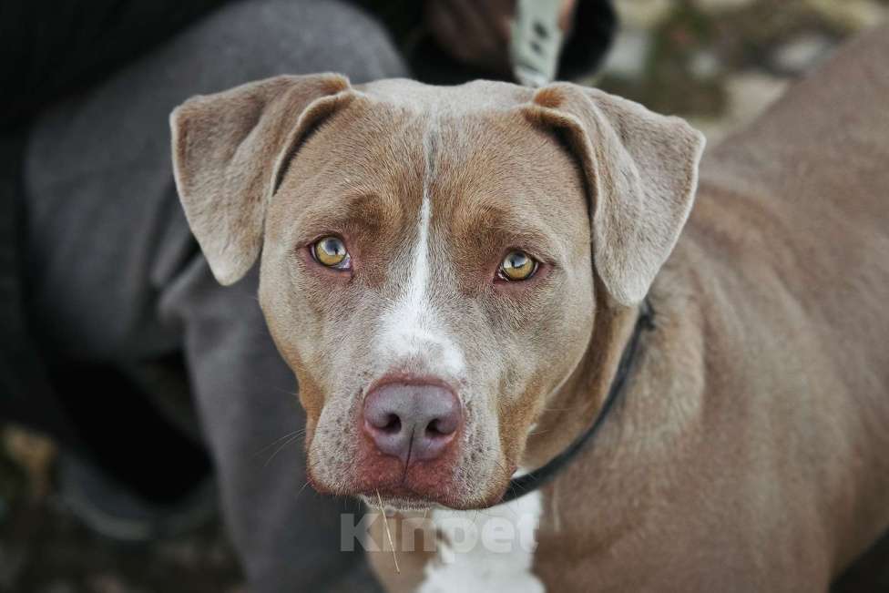 Собаки в Москве: Молодая питбуль Бежа в дар Девочка, 1 руб. - фото 4