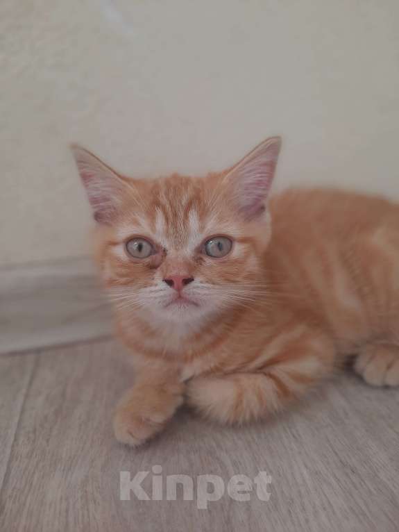 Кошки в Краснодаре: Отдам котенка Мальчик, 100 руб. - фото 1