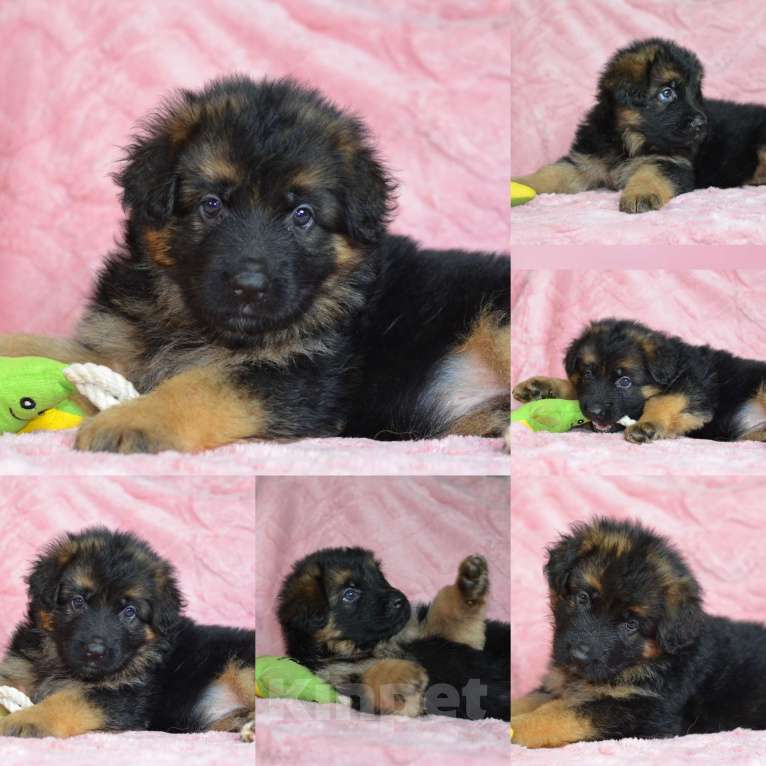 Собаки в Хабаровске: Щенки длинношерстной овчарки Девочка, Бесплатно - фото 3