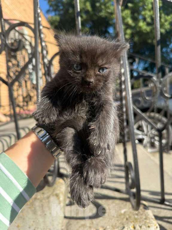 Кошки в других городах Московской области: Котенок  Мальчик, Бесплатно - фото 1
