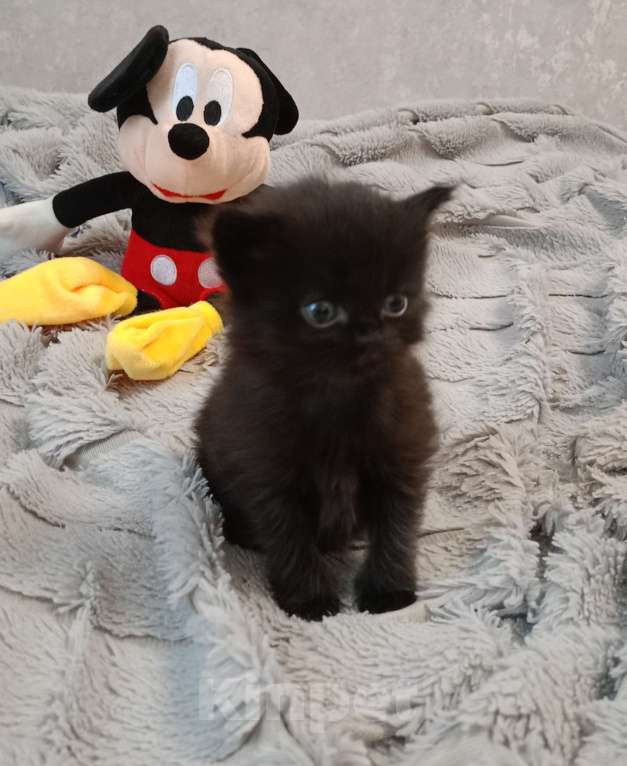 Кошки в Барнауле: Тусси Девочка, 15 000 руб. - фото 4