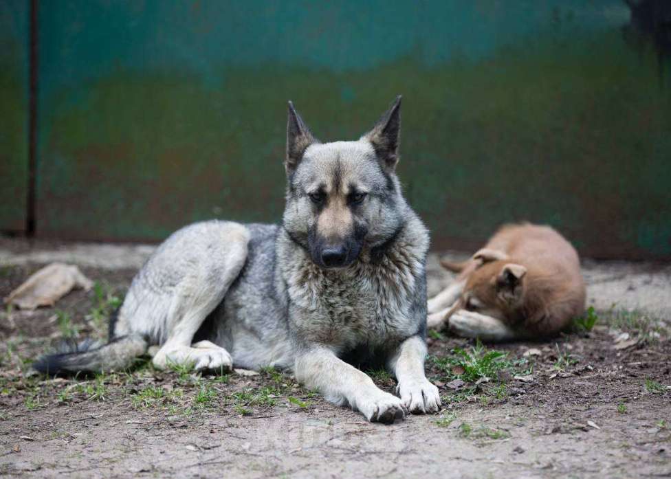 Собаки в Москве: Ищем дом для любящей мамы-собаки Девочка, Бесплатно - фото 2