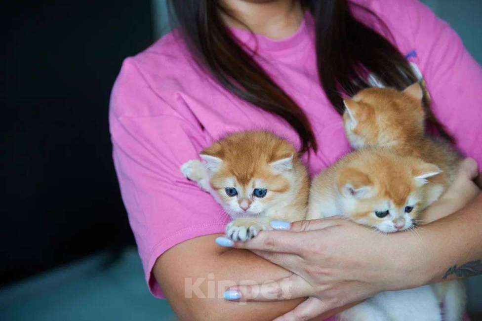 Кошки в Ярославле: Котята британской золотой шиншиллы Мальчик, Бесплатно - фото 6