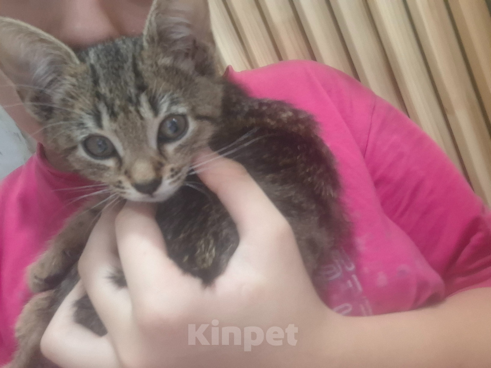 Кошки в других городах Московской области: потерялка кот, зовут укроп Мальчик, 500 руб. - фото 9
