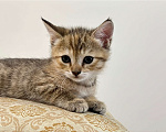 Кошки в Реутове: Шотландский прямоухий котенок Девочка, 15 000 руб. - фото 2