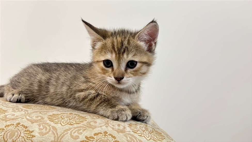 Кошки в Реутове: Шотландский прямоухий котенок Девочка, 15 000 руб. - фото 2