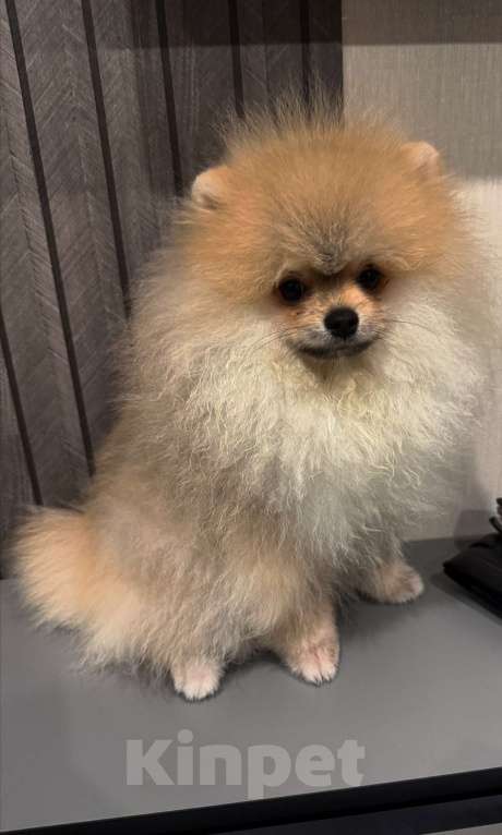 Собаки в Краснодаре: Щенок Мальчик, Бесплатно - фото 1