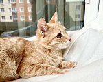 Кошки в Москве: Кошка Ириска – удивительно умная рыжая девочка в дар Девочка, Бесплатно - фото 3