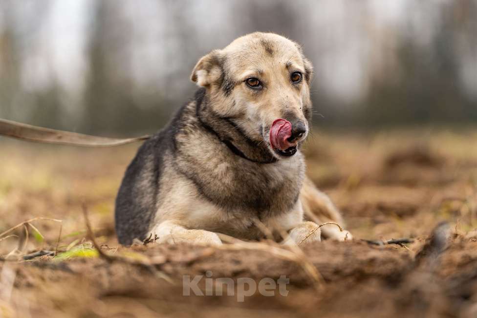Собаки в Клине: Кэти — невероятная обаяшка Девочка, Бесплатно - фото 4