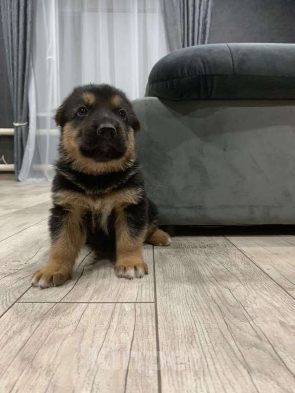 Собаки в других городах Краснодарского края: щенок немецкой овчарки Девочка, 8 000 руб. - фото 2