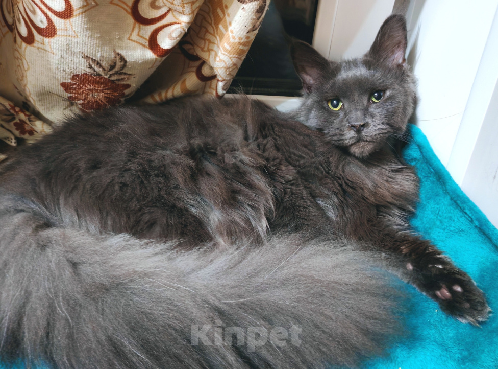 Кошки в Воронеже: Кошечка для любви Девочка, 25 000 руб. - фото 7