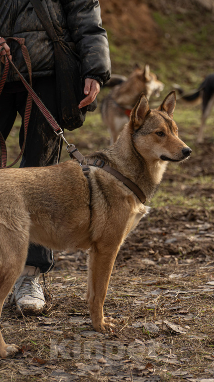 Собаки в Москве: Карамелька — обаятельная лисичка Девочка, Бесплатно - фото 8