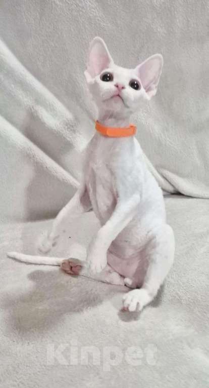 Кошки в Москве: Девон рекс котик белый Мальчик, 50 000 руб. - фото 2