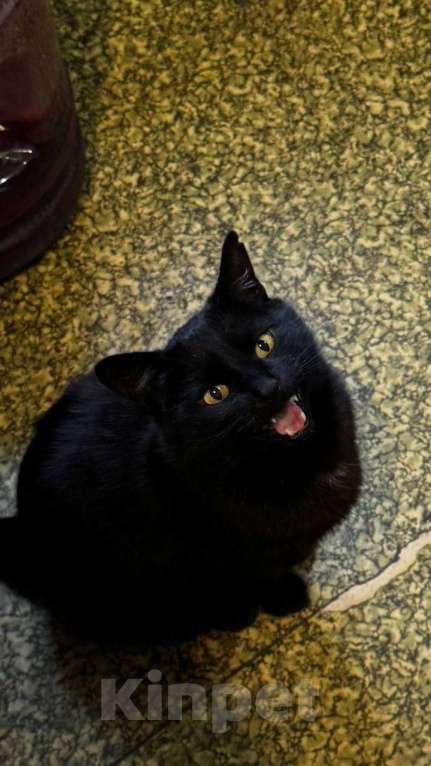 Кошки в Батайске: Пропал котик Мальчик, Бесплатно - фото 3