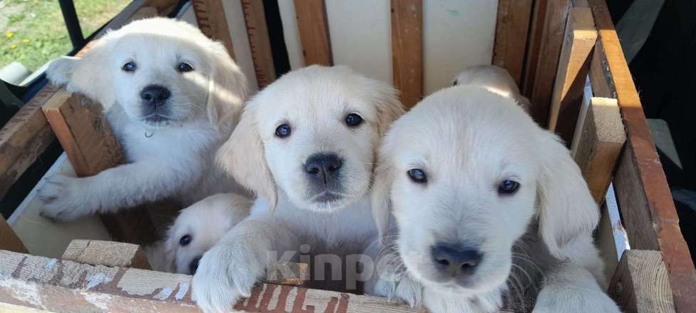 Собаки в Екатеринбурге: Щенки золотистого ретривера  Девочка, 40 000 руб. - фото 2