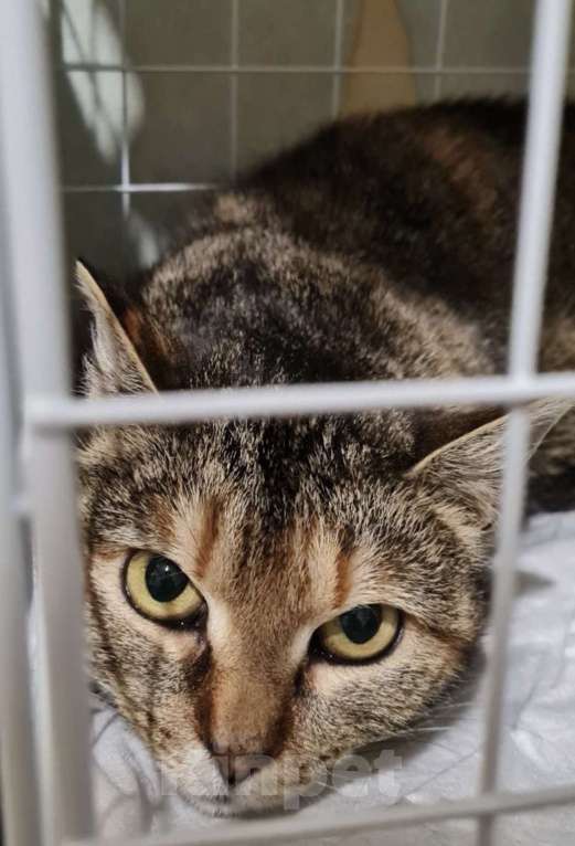 Кошки в Санкт-Петербурге: Твикси Медовая Красавица Девочка, Бесплатно - фото 2