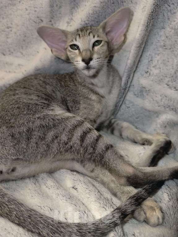 Кошки в Тюмени: Ориентальные котята  Девочка, 40 000 руб. - фото 6