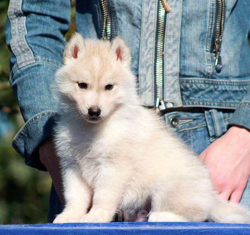 Собаки в Москве: ✨Шикарный мальчик хаски✨ Мальчик, 25 000 руб. - фото 3