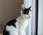 Кошки в Москве: Котёнок Смурфик ищет семью! Мальчик, Бесплатно - фото 4
