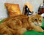 Кошки в Балашихе: Потерялся рыжий кот Мальчик, 10 000 руб. - фото 1