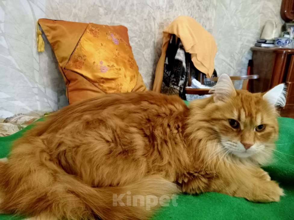 Кошки в Балашихе: Потерялся рыжий кот Мальчик, 10 000 руб. - фото 1