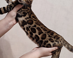 Кошки в Барнауле: Продам Мальчик, Бесплатно - фото 2