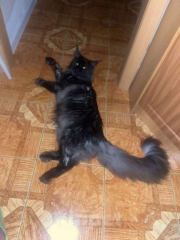 Кошки в Санкт-Петербурге: Билли Мальчик, Бесплатно - фото 2