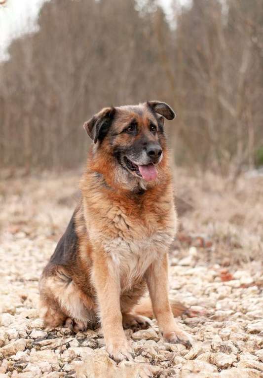 Собаки в Москве: Пожилая немецкая овчарка Шейла в приюте. Забирайте скорее домой Девочка, Бесплатно - фото 5