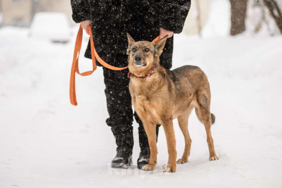 Собаки в Щелково: Собака в добрые руки Девочка, Бесплатно - фото 5