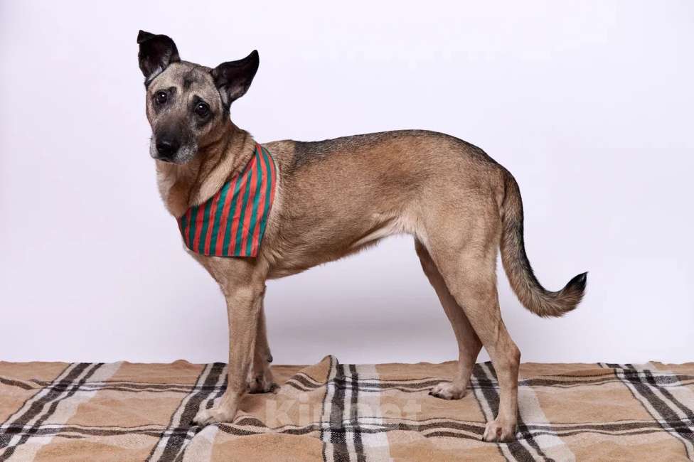 Собаки в Москве: Джулия Девочка, Бесплатно - фото 2