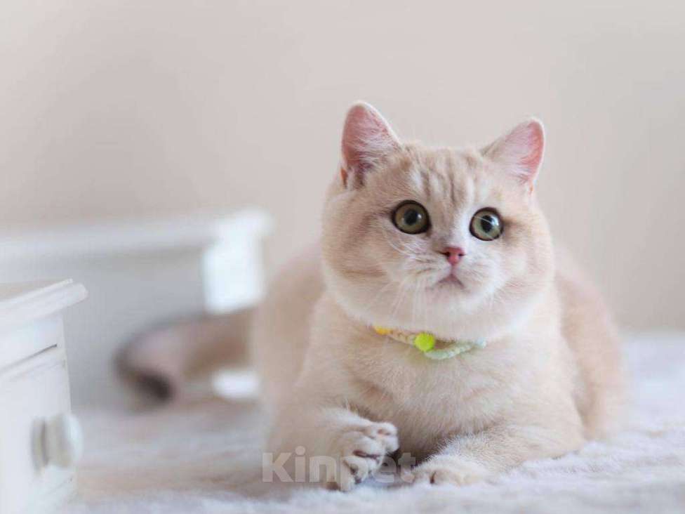 Кошки в Москве: Британская кошечка Девочка, 25 000 руб. - фото 9