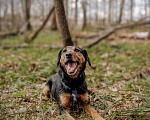 Собаки в Москве: Метис ягдтерьера в добрые руки Мальчик, Бесплатно - фото 3