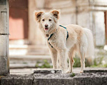 Собаки в Москве: Красивая собака Ариша в добрые руки. Девочка, 1 руб. - фото 1