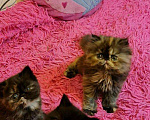 Кошки в Кемерово: Персидский котенок., 15 000 руб. - фото 3