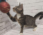 Кошки в Рязани: Котятки, Бесплатно - фото 2