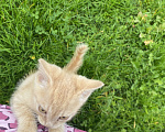 Кошки в Советске (Калининградская область): Продам милого котёнка Мальчик, 4 000 руб. - фото 1