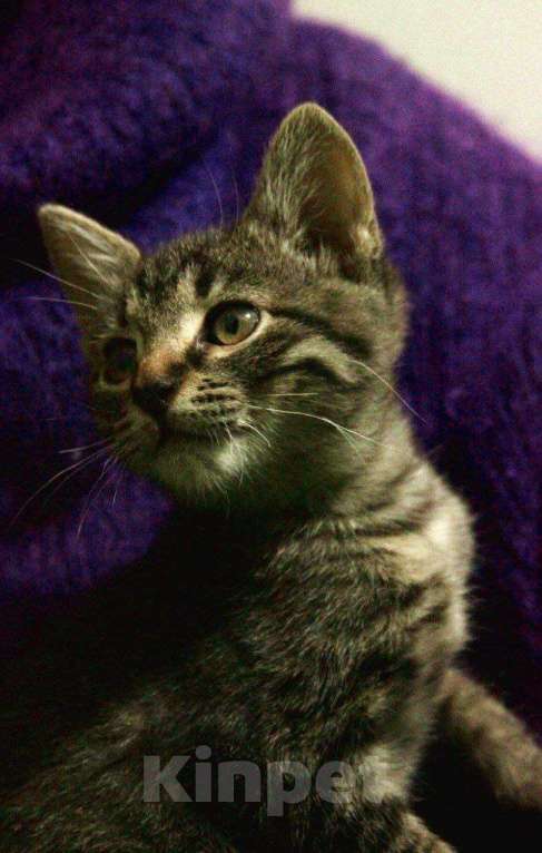 Кошки в Москве: Котёнок Василек ищет дом Мальчик, 1 руб. - фото 4