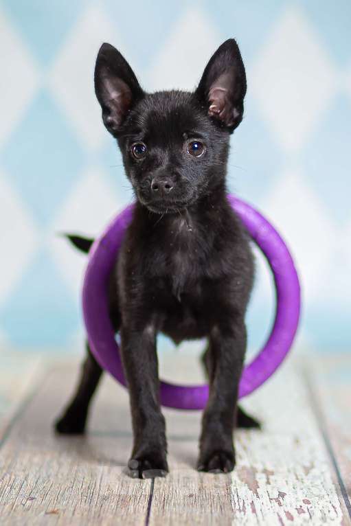 Собаки в Москве: Щенки от шпица и пинчера в добрые руки Девочка, 1 руб. - фото 8