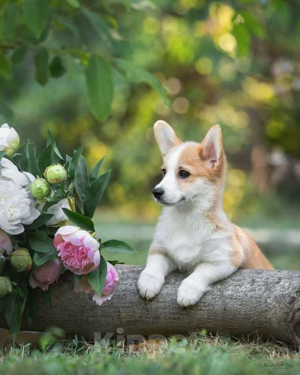 Собаки в Ростове-на-Дону: Девочки подрощенные вельш корги пемброк Девочка, 50 000 руб. - фото 5