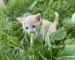 Кошки в Перми: Персик Мальчик, 1 руб. - фото 1