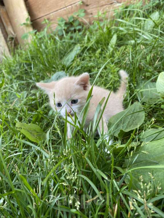 Кошки в Перми: Персик Мальчик, 1 руб. - фото 1