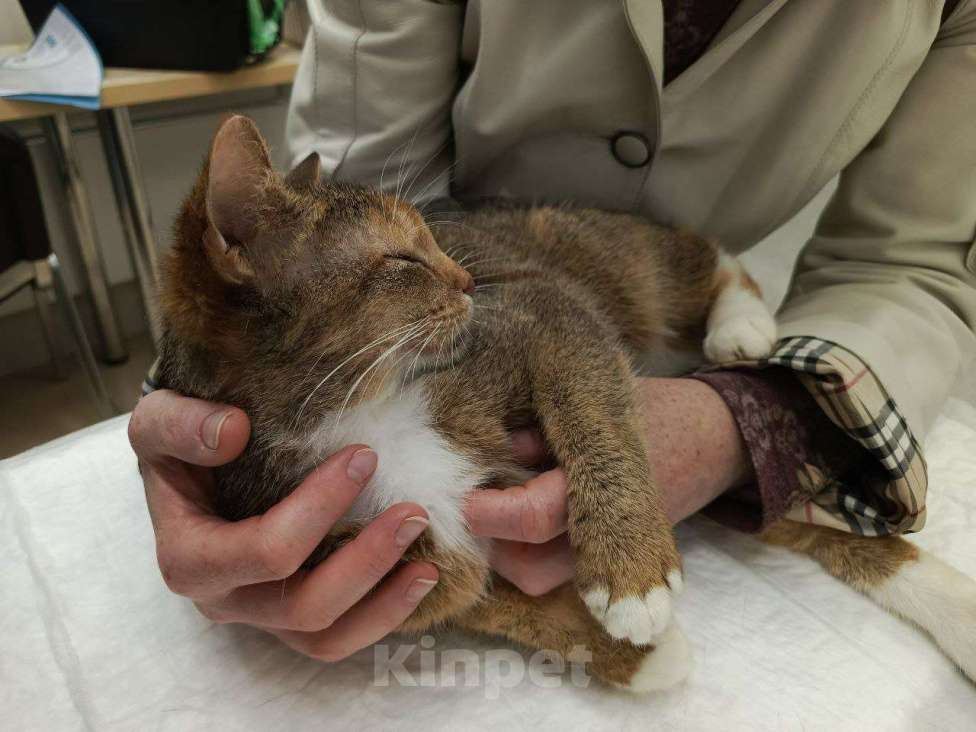 Кошки в Москве: Дорога домой несправедливо затянулась  Девочка, Бесплатно - фото 3