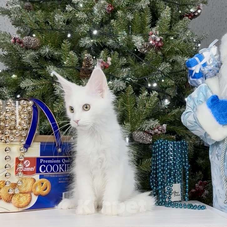 Кошки в других городах Московской области: Фиби Девочка, 55 000 руб. - фото 3